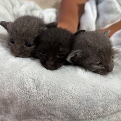 子猫貰ってくれる方居ませんか？