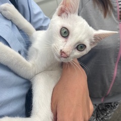 甘えっ子3ヶ月子猫（白黒）