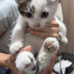 受付終了　家族として迎えてくださる方 - 猫