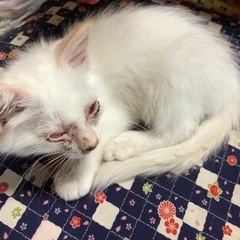 ✴️✴️急募　小さな命を助けて下さい✴️✴️🙇‍♀️