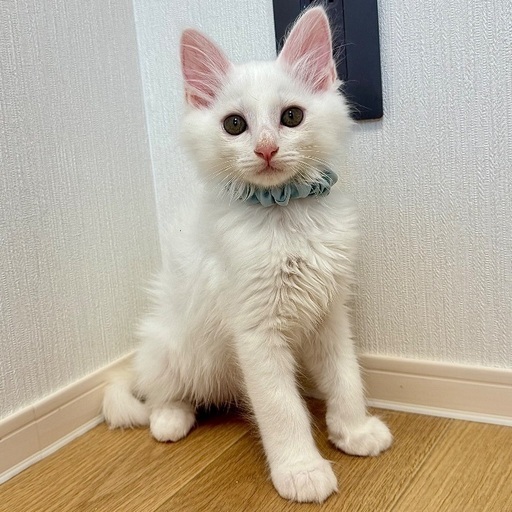 長毛白猫くん】ふわふわ元気でかわいい (CaT24) 糟屋の猫の里親募集