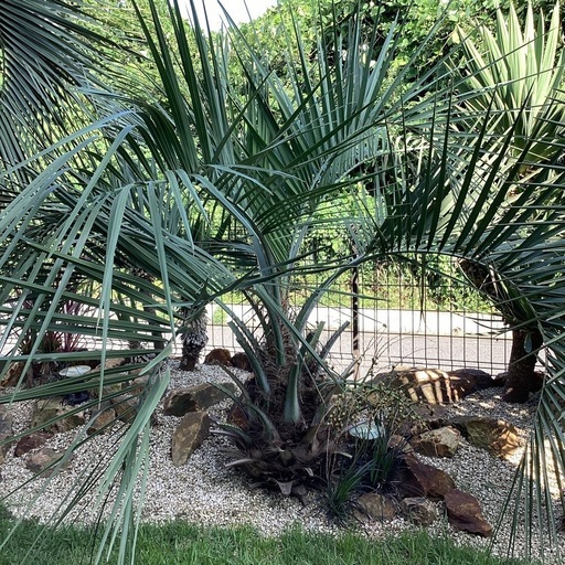 美形　ココスヤシ　シルバーリーフ