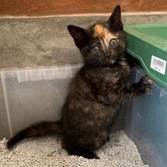 やっぱりサビ猫がかわいい🐈‍⬛🧡2ヶ月の女の子🐾🎀