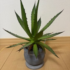 アガベ　ホリダの画像