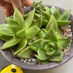 多肉植物の画像