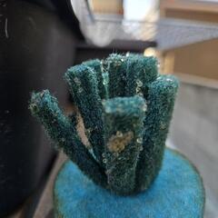 メダカの卵の画像