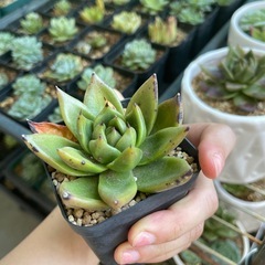 多肉植物の画像
