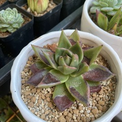多肉植物の画像