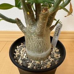 塊根植物　アデニウムの画像