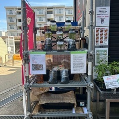 🌈改良メダカ販売✨