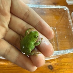 アマガエルの画像