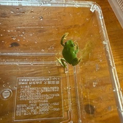 アマガエルの画像