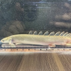 🐠ポリプテルスセネガルス ±16㎝ 1,000円 古代魚 熱帯魚の画像