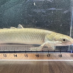 🐠ポリプテルスセネガルス ±16㎝ 1,000円 古代魚 熱帯魚の画像
