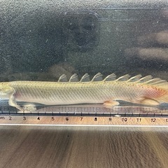 🐠ポリプテルスセネガルス ±16㎝ 1,300円 古代魚 熱帯魚