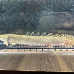 🐠ポリプテルスセネガルス ±16㎝ 1,000円 古代魚 熱帯魚の画像