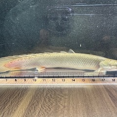 🐠ポリプテルスセネガルス ±16㎝ 1,000円 古代魚 熱帯魚の画像