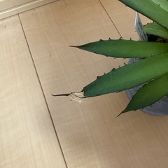 アガベ　ホリダの画像