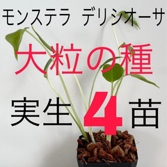 大粒のモンステラデリシオーサの種から生育した実生です！4苗（株）⑨