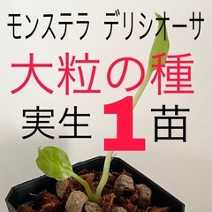 大粒のモンステラデリシオーサの種から生育した実生です！1苗（株）Ｃ⑩