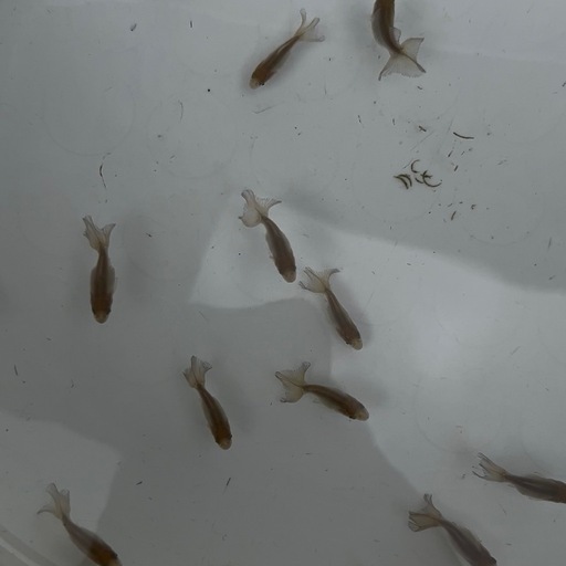 メダカ、ライオンヘッド、土佐錦、らんちゅう入荷