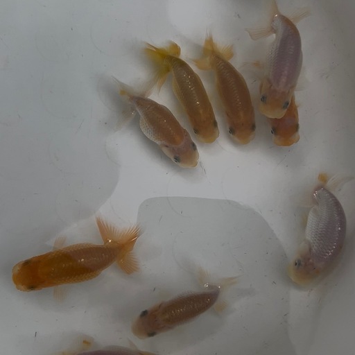 メダカ、ライオンヘッド、土佐錦、らんちゅう入荷