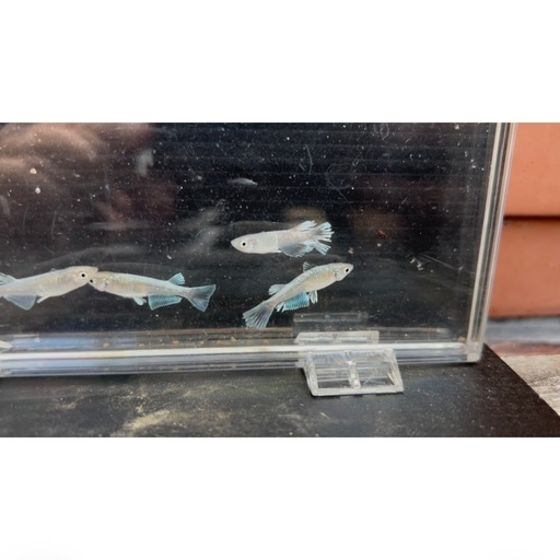 メダカ、ライオンヘッド、土佐錦、らんちゅう入荷