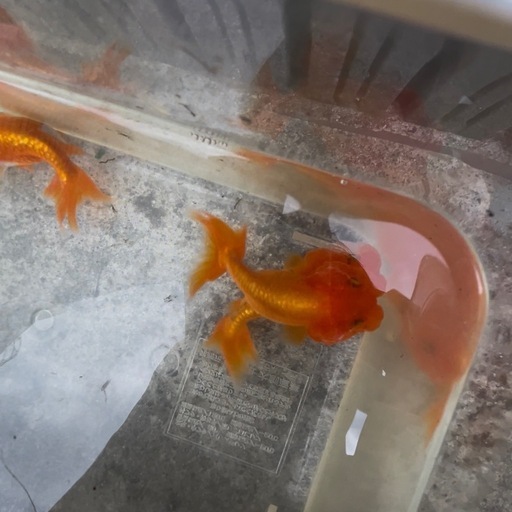 メダカ、ライオンヘッド、土佐錦、らんちゅう入荷