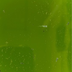 サンセット極龍稚魚の画像