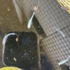 サンセット極龍稚魚の画像