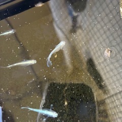 サンセット極龍稚魚の画像