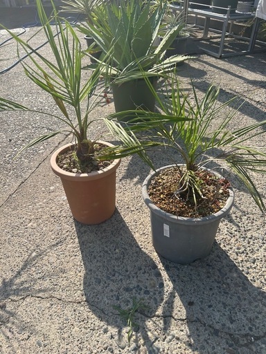 ココスヤシ2鉢セット価格