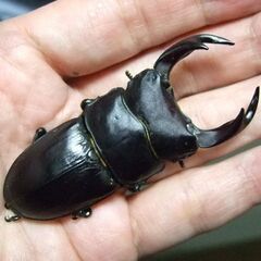 奈良県産オオクワガタ F1 ♂69.5ミリ ♀44.6ミリ ペア