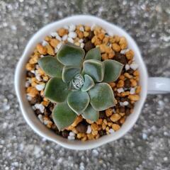 エケベリア属　多肉植物　鉢付きの画像