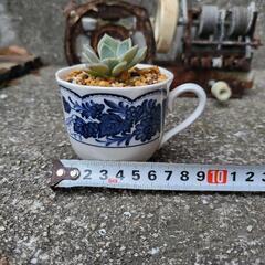 エケベリア属　多肉植物　鉢付きの画像