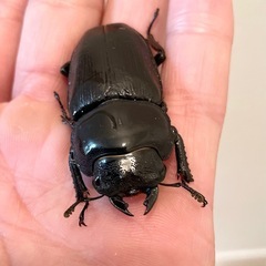 国産　オオクワガタ　能勢YG  55.5ミリ