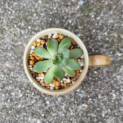 エケベリア属　多肉植物　鉢付きの画像