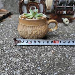 エケベリア属　多肉植物　鉢付きの画像