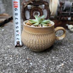 エケベリア属　多肉植物　鉢付きの画像