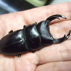 三重県産オオクワガタ F1 ♂65.8ミリ ♀43.7ミリ ペア
