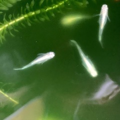 産卵中‼️🐟ドラゴンブルー針子🐟30匹➕αの画像