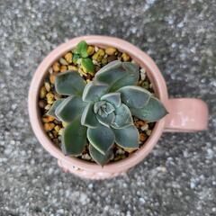 エケベリア属　多肉植物　鉢付きの画像