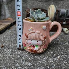 エケベリア属　多肉植物　鉢付きの画像