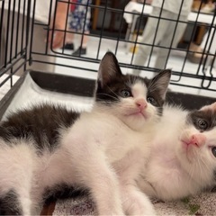 1ヶ月半🐱白黒トリオの子猫3きょうだい💝