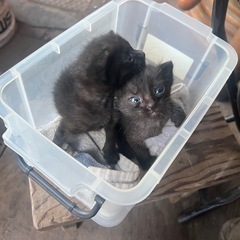 猫の赤ちゃん