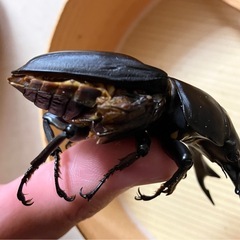 🉐オオクワガタ♂単（元木SP） ©️ 76mmUP ＋コバエ防止ケース中サイズ2個セット　コバエシャッター 虫かごの画像