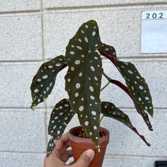 観葉植物　ベゴニア