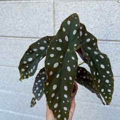 観葉植物　ベゴニアの画像