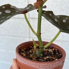 観葉植物　ベゴニアの画像