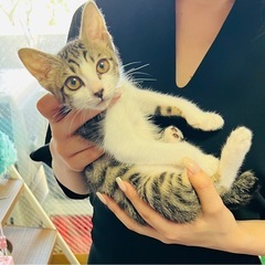 空猫✈️シリーズ❣️ゴージャス魅惑的なエジプシャンマウMI…